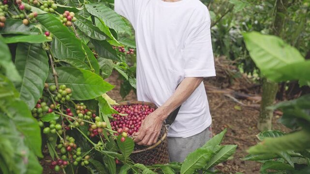 Robusta coffee farmer handpicking red ripe berries or cherries on tree in plantation, traditional basket, harvest, picking, Bali, Indonesia