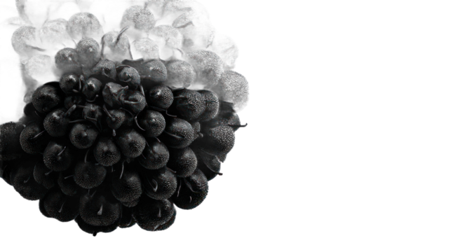 Dark berry cluster close up
