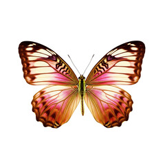 Obraz premium Beautiful butterfly with intricate wing patterns and pink hues