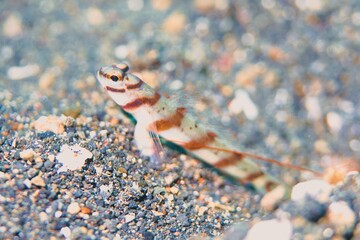 Red-margin Shrimpgoby in the Lembeh Strait, Sulawesi, Indonesia