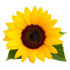 Fototapeta premium Beautiful bright yellow sunflower blossom with green leaf isolated on white background