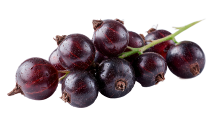 Dark purple currants clustered on stem