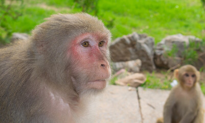 Close up image of a monkey side view with blurred background and selective focus. 