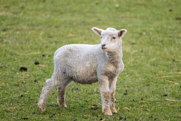 Obraz premium Lamb standing on green grass in a field.