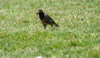 Common Myna Bird Holding a Caterpillar in Its Beak on Green Grass