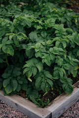 Potato plants growing in garden