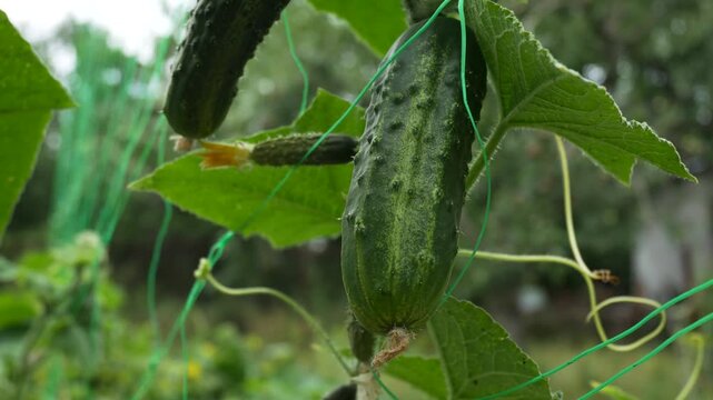 Cucumbers ripen on a support grid in a summer garden. Homegrown vegetables, healthy diet.