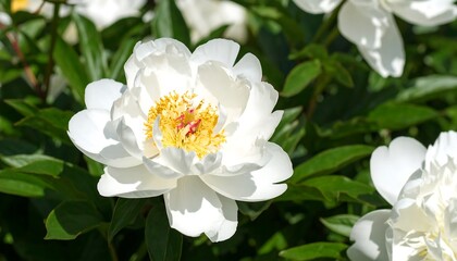 Fototapeta premium White peony in garden