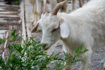 A small goat eats grass on a farm