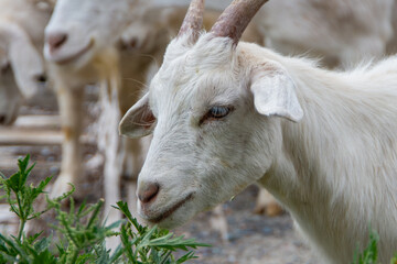 A close-up of the head of a young goat with horns eating grass