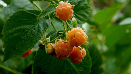Yellow ripe raspberries grow on a bush. Organic berries, sweet summer dessert.
