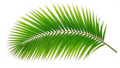 Obraz premium Lush green palm frond isolated on white