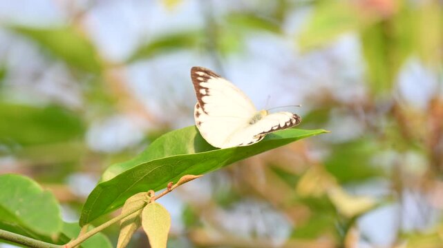 Belenois aurota butterfly. Its common names pioneer,&nbsp;pioneer white, caper white, brown veined white and brown veined white. This &nbsp;is a small to medium sized&nbsp;butterfly&nbsp;of the family&nbsp;Pieridae.
