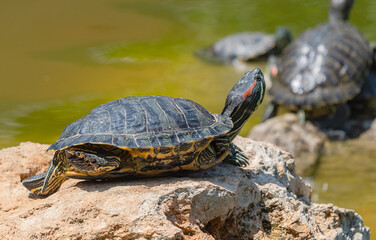 red-eared turtle basking in the sun