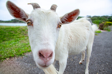 goat on a farm in okinawa, japan