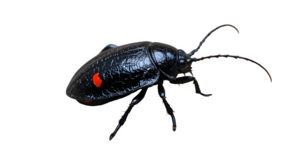 Close up macro photography of a black beetle with red spot insect on a black background detailed shot isolated on transparent background