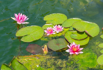closeup beautiful pink lilie © AVD