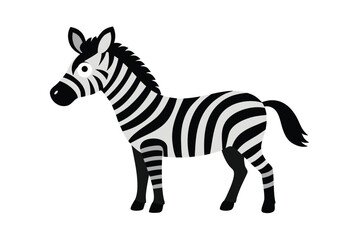 Obraz premium Zebra With Black And White Stripes Playful Pose On White