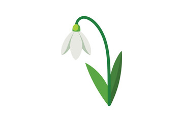 Vector Snowdrop Flower With Stem On White Background