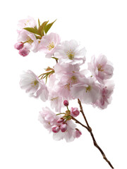 Obraz premium Beautiful Cherry Blossom Branch with Delicate Pink Flowers and Buds