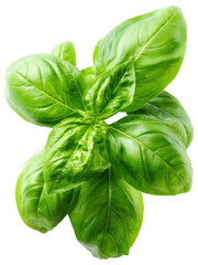 Fresh Basil Leaves Isolated on White Background for Culinary Use