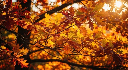 Autumn leaves ablaze in sunlight