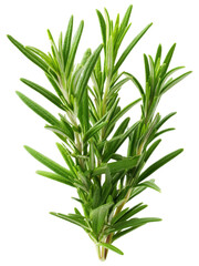 Fototapeta premium Fresh Green Rosemary Herb with Vibrant Leaves and Stems
