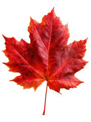 Obraz premium Vibrant Red Maple Leaf Isolated on White Background for Fall Season