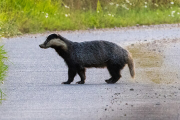 Blaireau