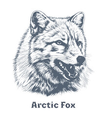 Dog head engraving illustration.Arctic Fox vector illustration