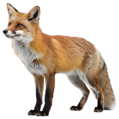 Obraz premium A Detailed Image of a Red Fox Standing 