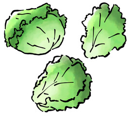 手描きのレタス