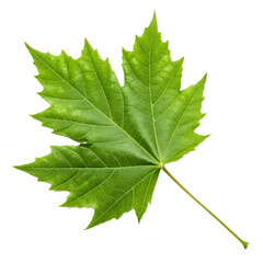 Vibrant Green Maple Leaf Isolated on white Background