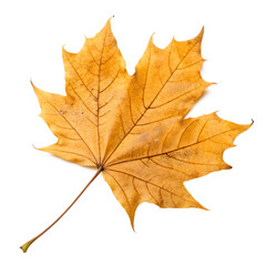 Close Up of a Single Autumn Maple Leaf on white Background