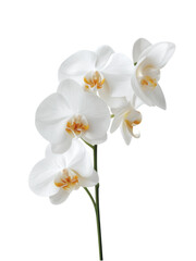 Beautiful White Orchid Flower with Delicate Petals and Stems