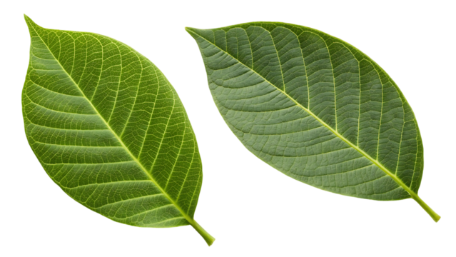 walnut leaf isolated png green walnut leaf on white or transparent background flat lay two leaves no background top view nut leaves full depth of field - Powered by Adobe