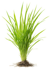 Fresh Green Grass Plant with Roots Isolated on White Background