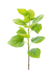 Fresh Green Leaves on a Stem Isolated on a White Background