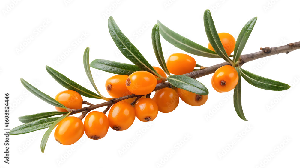 Poster buckthorn isolated sea buckthorn collection on white background buckthorn berries set with clipping 