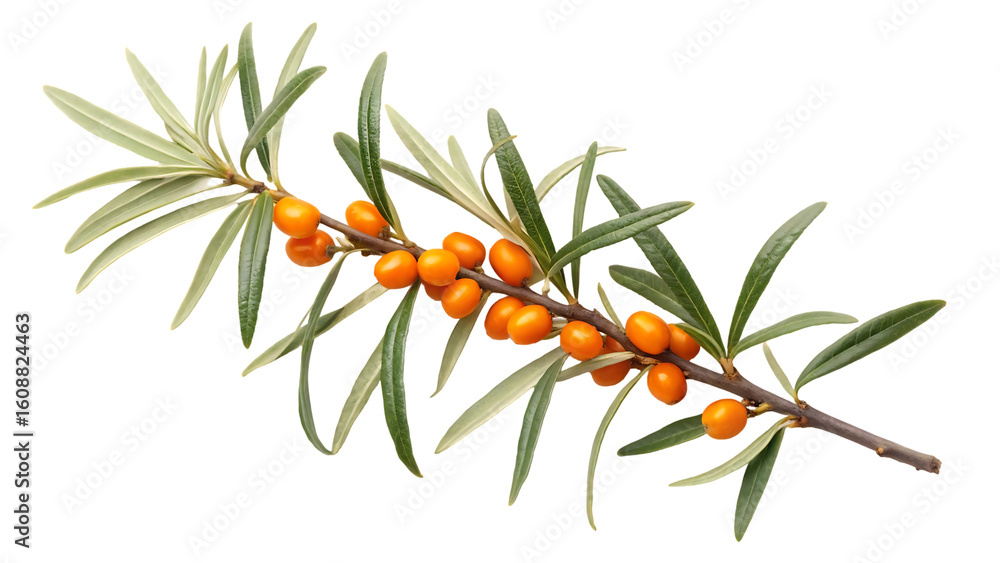 Poster buckthorn isolated sea buckthorn collection on white background buckthorn berries set with clipping 
