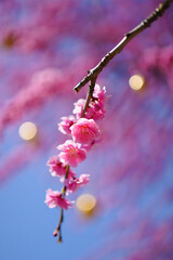 pink cherry blossom