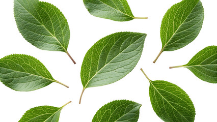 Fototapeta premium plum leaf isolated plum&nbsp;leaves on white background top view green fruit leaves flat lay full depth of field