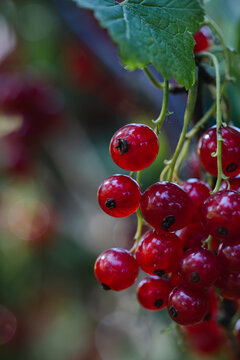 A bunch of red currants close-up