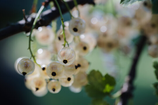 White currants on a branch in the early morning light