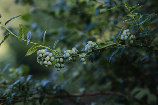 Blueberries during preparation, large clusters of berries