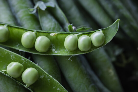 Close-up of an open green pea pod