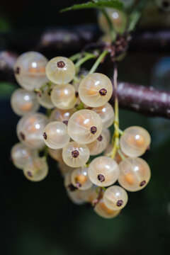 White currants close-up on dark background