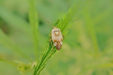 Tiny cream bug on sativa leaf