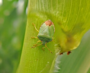 Small greeny bug nn the corn stalk