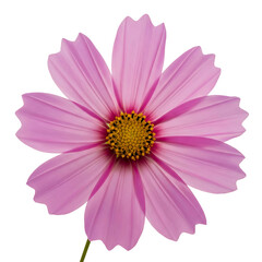 Obraz premium delicate wild flowers isolated with high detail, botanical floral elements, natural meadow blossoms, intricate petal textures on transparent background PNG